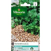 Graines Aneth Officinal Vilmorin - Sachet Pour Potager, Cuisine & Aromates