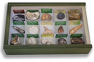 MINERALES Y FOSILES NANO Colección de 15 Fósiles del Mundo en Caja de Madera Natural - Fósiles Reales educativos con Etiqueta informativa a Color. Kit de Ciencia de Geología para niños.