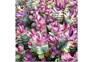 GROWON SHRUBS Hebe 'Red Edge' | Evergreen Shrub | Pot Plant