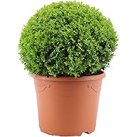 Buxus Sempervirens | Buxus | Höhe 45-50cm | Topf-Ø 19cm