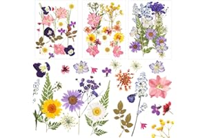 NVIYAM 66 Piezas Conjunto de Flores Secas Naturales Flores Prensadas Secas Naturales Flores Prensadas Reales Manualidades Flores Secas Prensadas Hojas Secas Mixtas DIY Flores Preservada para Resina