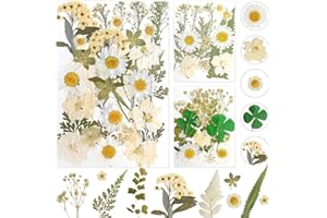 DOG'S BOOTY Gepresste Blumen Getrocknete Blumen Trockenblumen zum Basteln Trockenblumen Klein Getrocknete Blumen Deko für DIY Scrapbooking Kunsthandwerk Schmuck Dekorationen(Weiß)