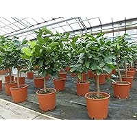 Grünwaren: Limette Limettenbaum 'Aurantifolia' Citrus Lime 70-90 cm Zitruspflanze