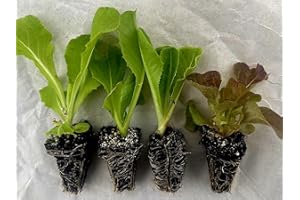 ROOT SOURCE Mixed Lettuce Plug Plants "Grow Your Own" Salad 'Ready to Plant Now' Young Vegetable Plants (6)