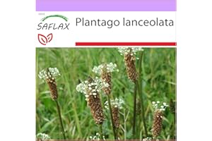 SAFLAX - Llantén menor - 100 semillas - Plantago lanceolata
