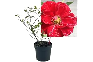 INTRAGARTEN GMBH Rose rot 1 Stück | Bodendeckerrose Rosa the Fairy Intragarten im Topf gewachsen Rosenbusch