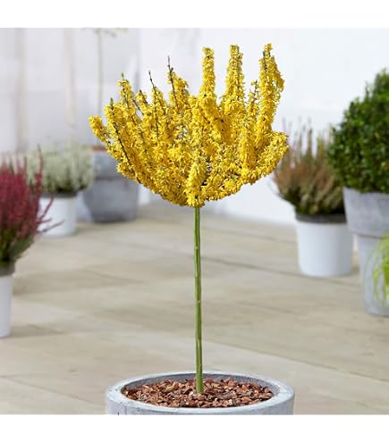 BALDUR Garten Immergrnes Photinia-Stmmchen Little Red Robin