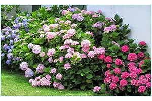 20 blandade hortensiafrön (Hydrangea Viburnum)