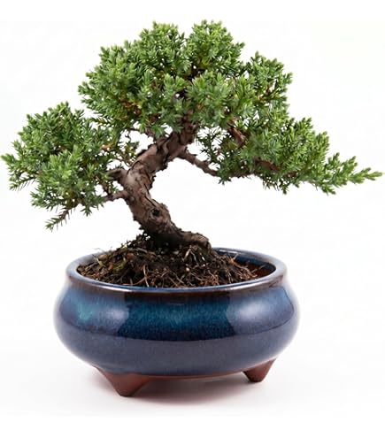 Árbol bonsái artificial planta bonsái mini árbol bonsái árbol bonsái de Árbol bonsái artificial planta bonsái mini árbol bonsái árbol bonsái de