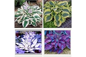 ALASINES Hostas Bulbi per piantare/in vaso/piante/rizoma/piacevole/ornamentale/resistente/biancheria da letto/splendido-6bulbs,L