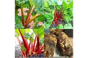 Rhubarb x 3 Mixed Crowns 1 of Each Rheum Goliath. Red Champagne and Victoria by Growtanical®