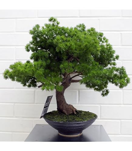 KENTIS - Bonsaï Olea Oleaster - Véritable Bonsaï Oleastro - Véritables