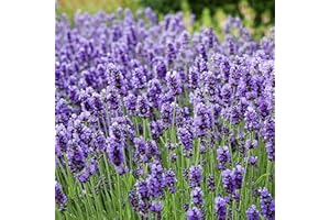 Saterkali Semi di lavanda, 200 pezzi/borsa Semi di lavanda Facile da piantare Semi di fiori di piante aromatiche blu per giardino Semi Di Lavanda
