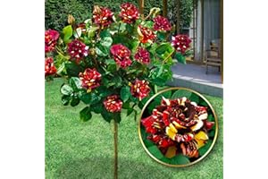 EUROPA GREEN Stammrosen - Ideal für Balkon, Terrasse, Kleiner Garten - Geeignet für Töpfe und Freiland (Okus Pokus)