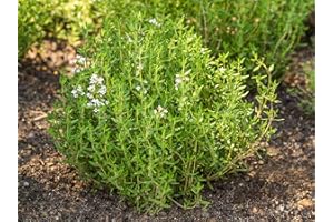WOLDS COLLECTION Herb Plants, Thyme Common Compact Plants - 2 x 1 Litre Pots