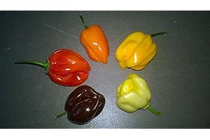 SAMENCHILISHOP (IMMER NUR EINMAL VERSAND) Chili Habanero - Juego de 5 variedades de 10 semillas