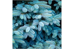 10 Blue Spruce Xmas Tree,Picea Pungens Glauca 20-30cm Lovely Blue Pine Needles 3fatpigs®