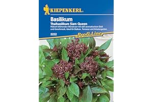 Kiepenkerl Profi-Line Thaibasilikumsamen Siam Queen 3222 - Blühendes Würzkraut - für Balkon, Terrasse und Kräutergarten - Kräutersamen, Saatgut