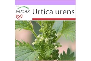 SAFLAX - Dog Nettle - 150 seeds - Urtica urens