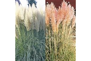 WOLDS COLLECTION Pampas Grass Combo Pink/White - 2 plants