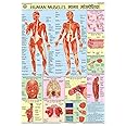 HPM02 | TeachingNest | Human Muscles Chart 70x100 cm | English & Hindi Combined | Human Physiology Chart | Laminated | Wall Sticking [Wall Chart] teachingnest and Human Physiology Charts