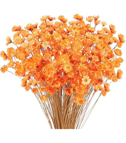 Fleurs Séchées De Lagurus, Herbe De Velours Décorative, Fleurs