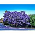 M-Tech Gardens Rare Purple Jacaranda Flowering Tree Seeds (20 Seeds Pack)