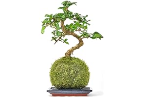 Tranquil Plants Carmona in Moss Ball, Bonsai Tree, Kokedama House Plant (Fertilized Green Moss Ball), Office-Home Decor| Indoor House | Gardening Gifts-10 Years 25cm High (Bonsai Plant with Tray)