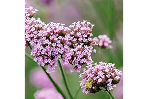 Haloppe 100 Unids Verbena Hastata Flores Plantas Semillas para Plantación de Jardín en Casa, Verbena Hastata Semillas Flor Rosa Verbena Hastata Semillas Semilla