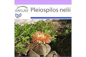 SAFLAX - Living Granite - 40 Seeds - Pleiospilos nelii