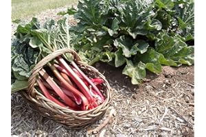 MES GRAINES POTAGÈRES Lotto di 100 semi di rabarbaro Victoria - Steli belli, voluminosi e dolci - Da consumare cotti, in torte, marmellata, composta o sciroppo - Alto rendimento - Germinazione garantita