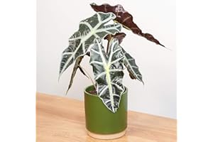 GARDENERSDREAM Indoor Alocasia Polly | African Mask Plant Elephants Ear | 30-40cm Potted Plant