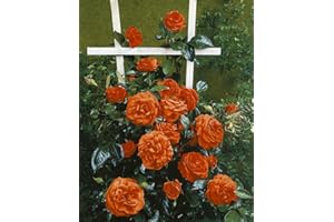 KÜHR BAUM- U. ROSENSCHULEN Kletterrose Maintower im 7 Liter Rosentopf