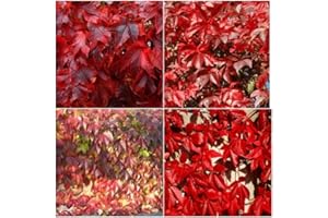 Tree Seeds Online - Parthenosissus Quiunquifolia- Crimson Virginia Creeper. 20 Seeds - 1 Packs