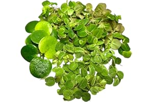 Algenkiller Schwimmpflanzen 3er Set für dein Aquarium, Limnobium, Phyllantus fluitans und Salvinia minima