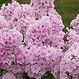 Phlox paniculata"Charlotte" | Phlox Stauden Winterhart | Für Bienen und Schmetterlinge | Pflanze für Garten Winterhart | Höhe