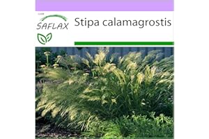 SAFLAX - Stipa calamagrostis - 50 semillas - Stipa calamagrostis