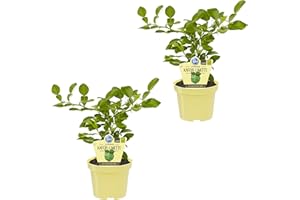 Dominik Blumen und Pflanzen Kaffir-Limette, Citrus Hystrix, 2 Pflanzen Erbe, Verde, 40 x 24 x 12 cm