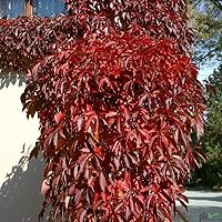 Wilder Wein Mauerwein Parthenocissus quinquefolia Kletterpflanze winterhart - 3 Sorten im Topf zur Auswahl…