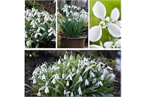 DUTCH BULBS EXCLUSIVE PLANTS FROM HOLLAND Snowdrop Galanthus Bulbs Super Collection - 50 Bulbes de Fleurs à Planter Exterieur - Plantes Vivaces Exterieur - Rustique - Naturelle Plantes de Hollande (pas de graines, non artificiels)
