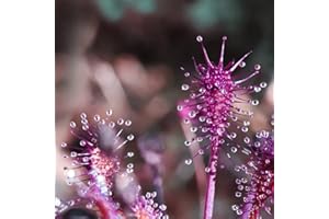 EASY GROW SEEDS Drosera Seeds - Intermedia (Temperate, Poland) Carnivorous - 5 Seeds