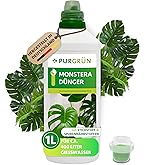 philodendron burle Philodendron Burle Marx Variegated - Actual Plant - 6” Pot main image 1