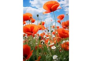 ASKKQTX Malen Nach Zahlen Erwachsene Rot Mohn Blumen,Yuji Flowers DIY Paint by Numbers Adult Handgemalt Ölgemälde Kit für Anfänger Kinder und Erwachsene Ohne Rahmen Als Geschenk Home Wand Dekor 30X40 CM