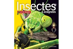 Insectes & araignées