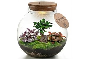 Ecoworld Bonsai Biodome – Terrarium mit Licht – Pflegefreies Ökosystem im Glas – Ø 25 cm ↥ 28 cm – 2 Zimmerpflanzen 1 Bonsai-Baum – Batteriebetriebene Beleuchtung