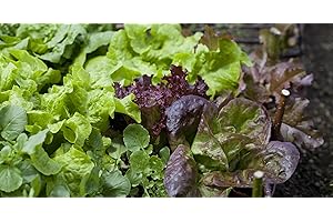 JUSTSEED Vegetable - Lettuce Mixed Baby Leaf Salad - 1000 Seed - Economy Pack