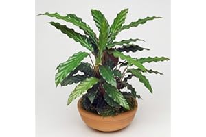 GARDENERSDREAM 1 x Calatea Elgergrass Terciopelo Planta de Interior Purificadora de Aire en Maceta 30-40cm