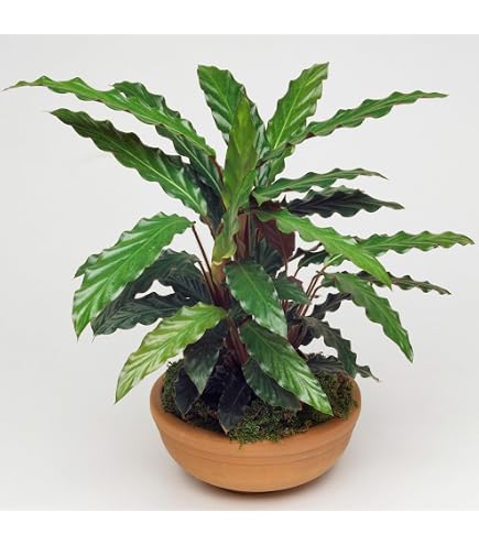 mini calathea Calathea Rattlesnake Party Pack Houseplant - Small (3"-6" tall) Grow Pot