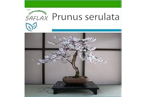 SAFLAX - Cerezo japonés - 30 semillas - Con sustrato estéril para cultivo - Prunus serulata
