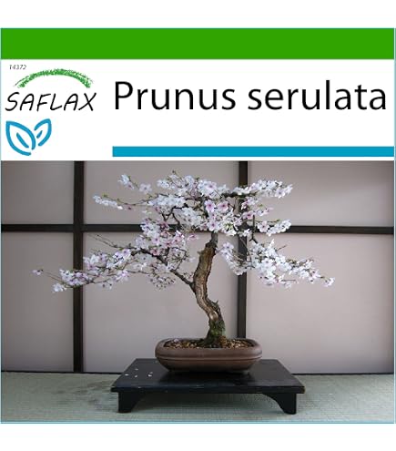 bonsai mountain Mountain Serenity - Bonsai & Rock Landscape main image 0